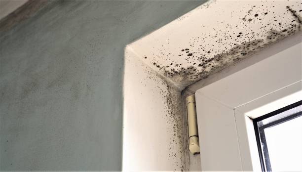 Best Residential Mold Inspection & Testing  in Vinita, OK