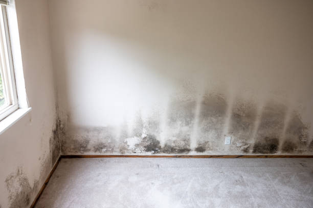 Mold Remediation for Vacation Homes in Vinita, OK